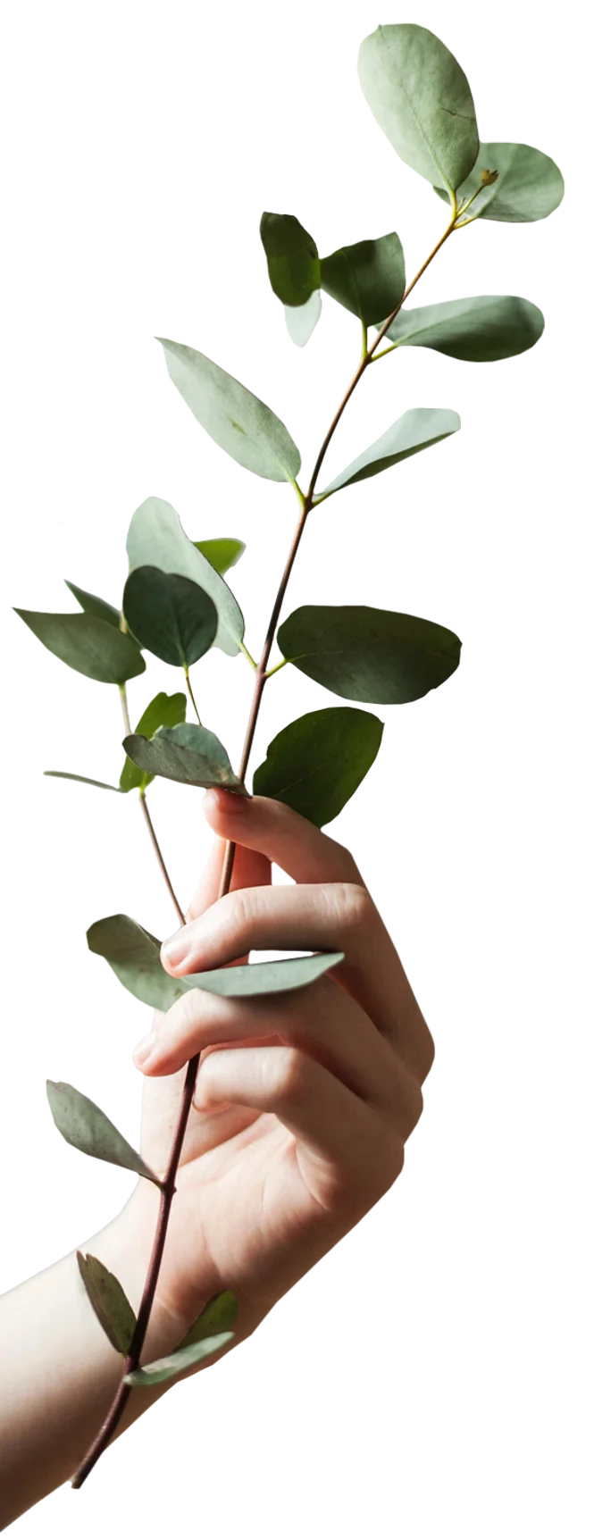 1717 Webster 1717 Webster - Food, Leaf