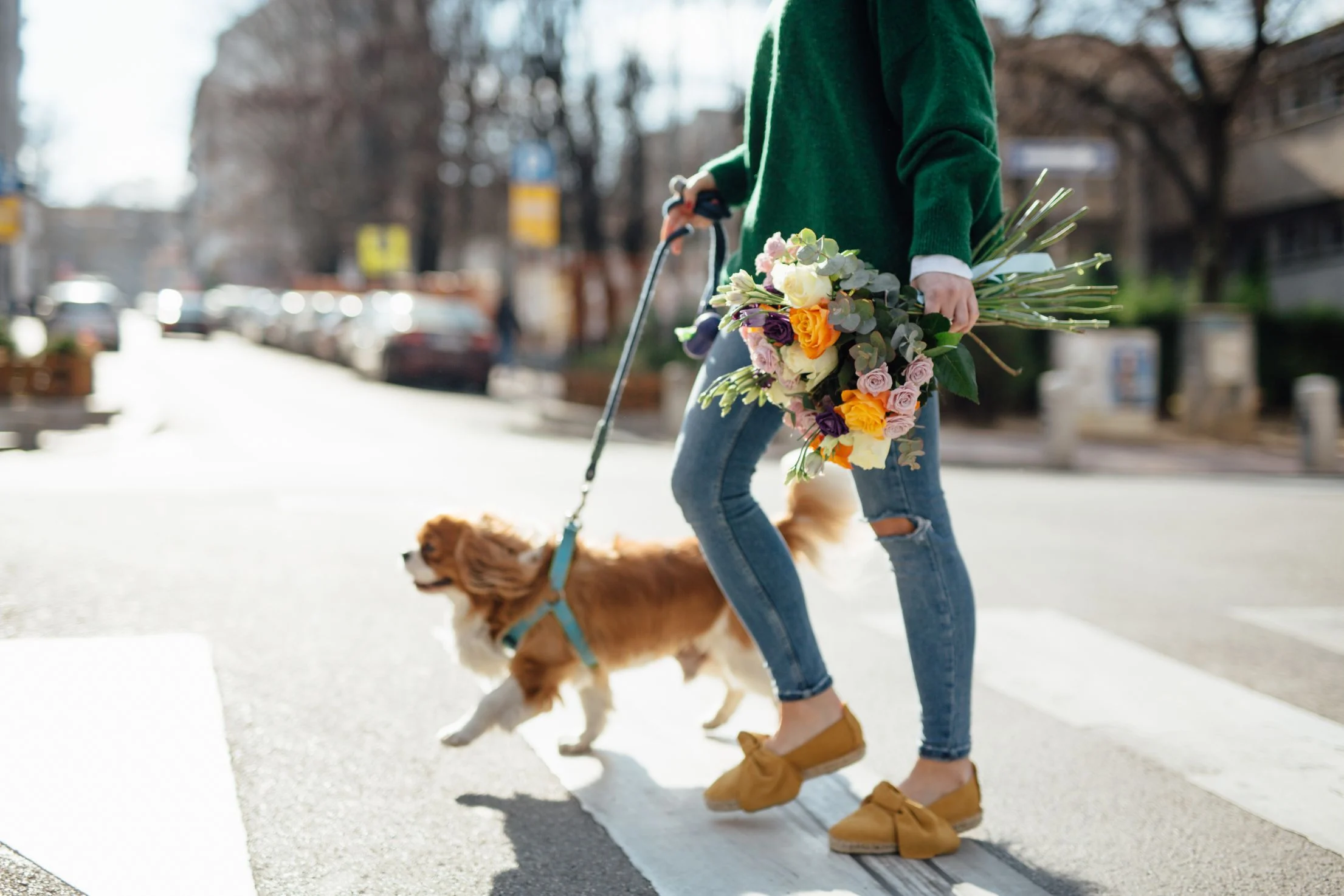 Two Fountains at Bishop Ridge - Canine, Mammal, Dog
