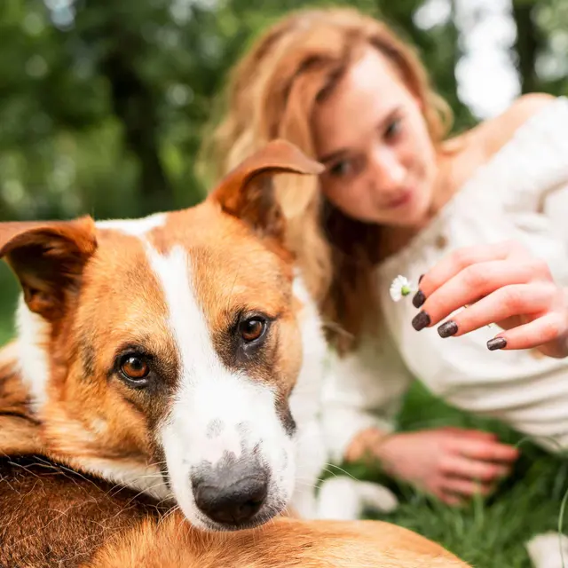 A dog laying on the grass with a young woman in the background reaching out with a flower.