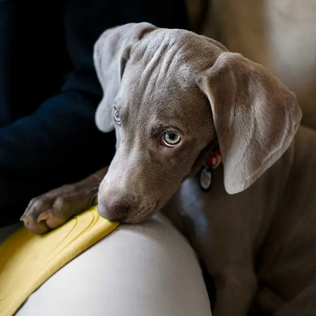 A gray puppy with blue eyes resting its head on a yellow toy while curled up next to a person on a sofa.