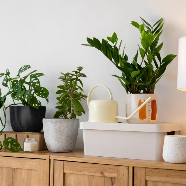 Veloz Veloz - Plant, Interior Design, Lamp