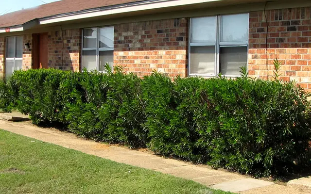 Bayou Galion Bayou Galion - Plant, Fence