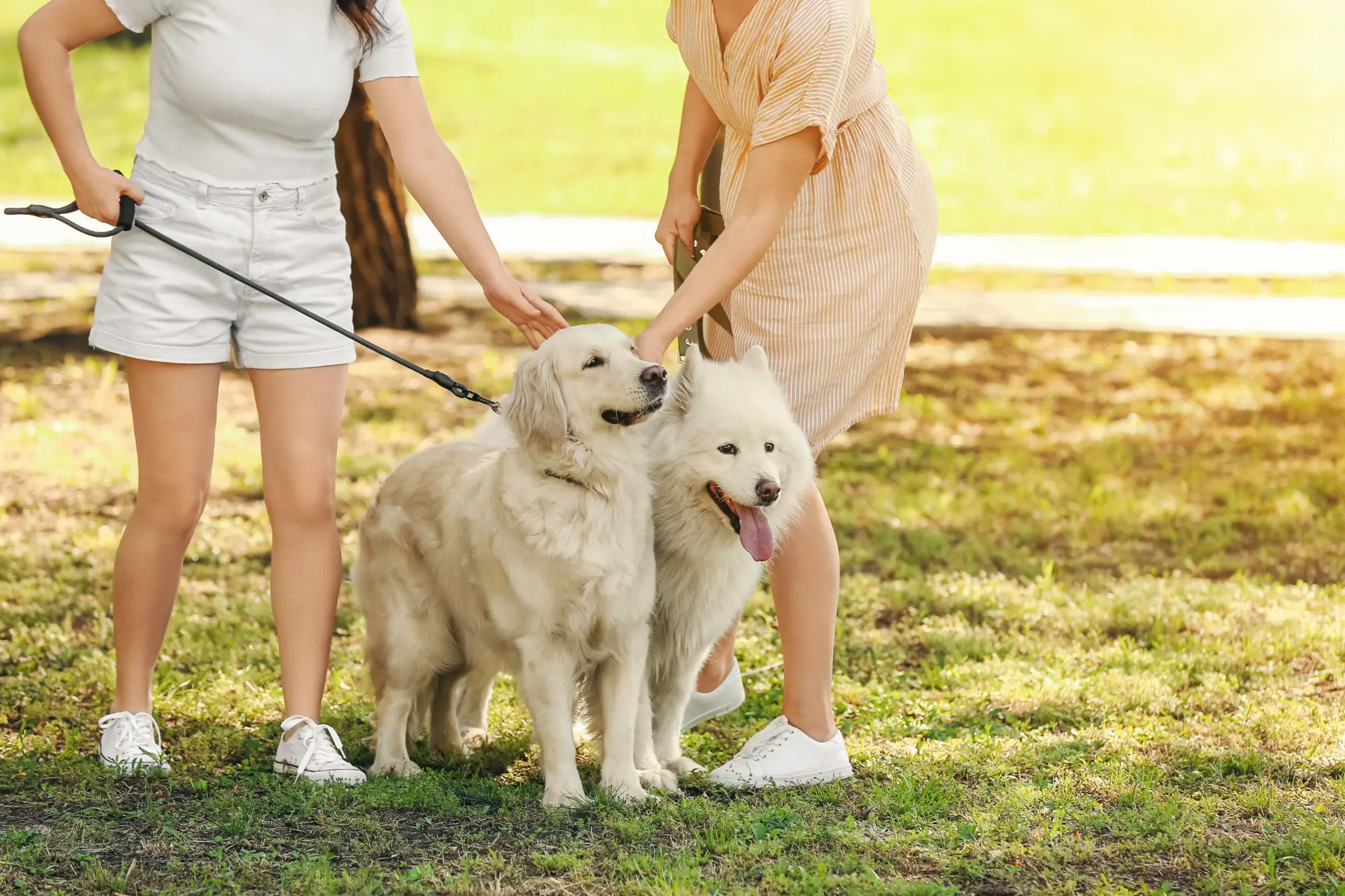 Two women interacting with two dogs in a park setting on grass.