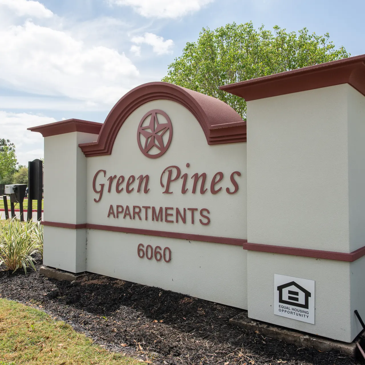 Green Pines - Grass, Nature, Outdoors