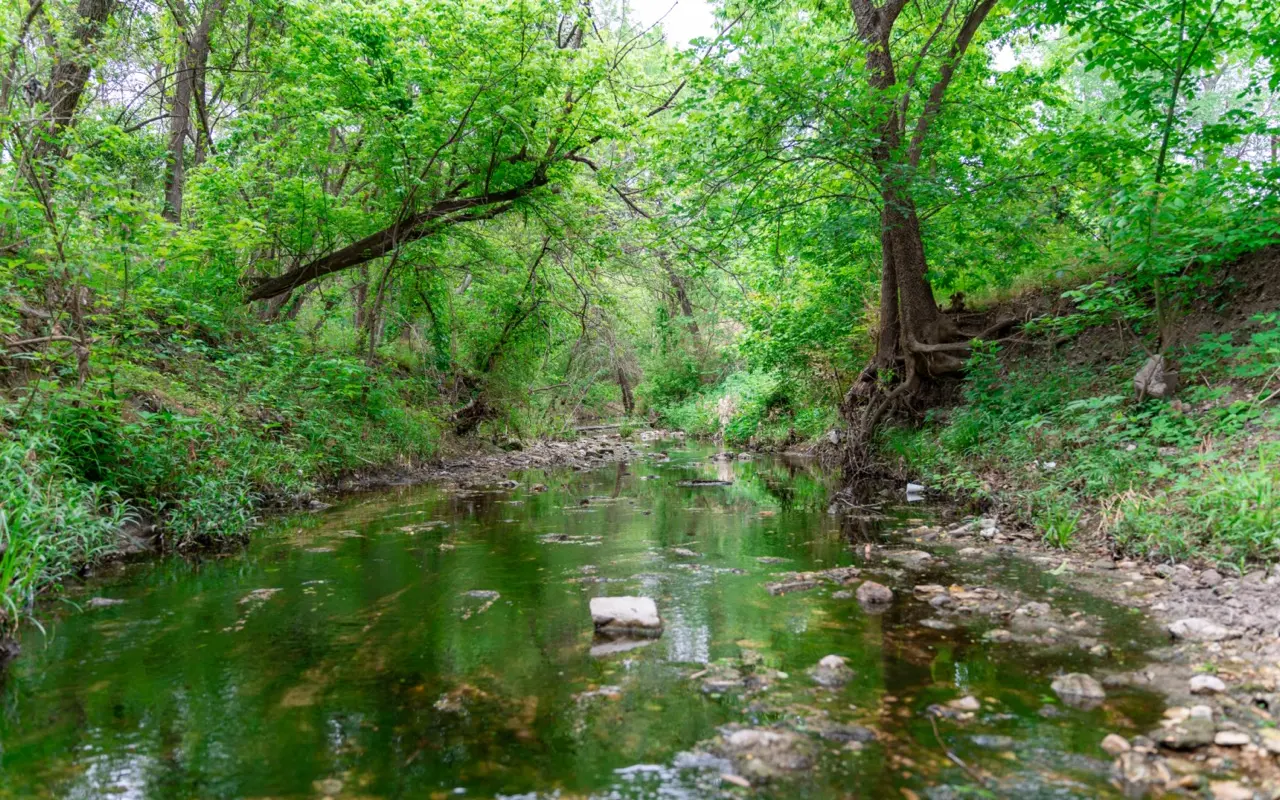 MLK Highline - Land, Tree, Creek