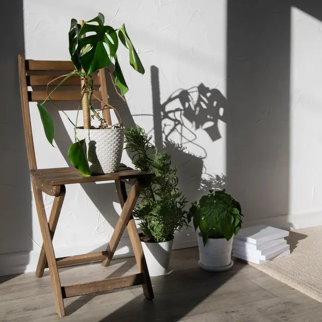 Veloz Veloz - Plant, Potted Plant, Furniture