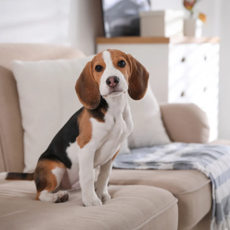 Tanager Square Apartments Tanager Square Apartments - Animal, Canine, Dog