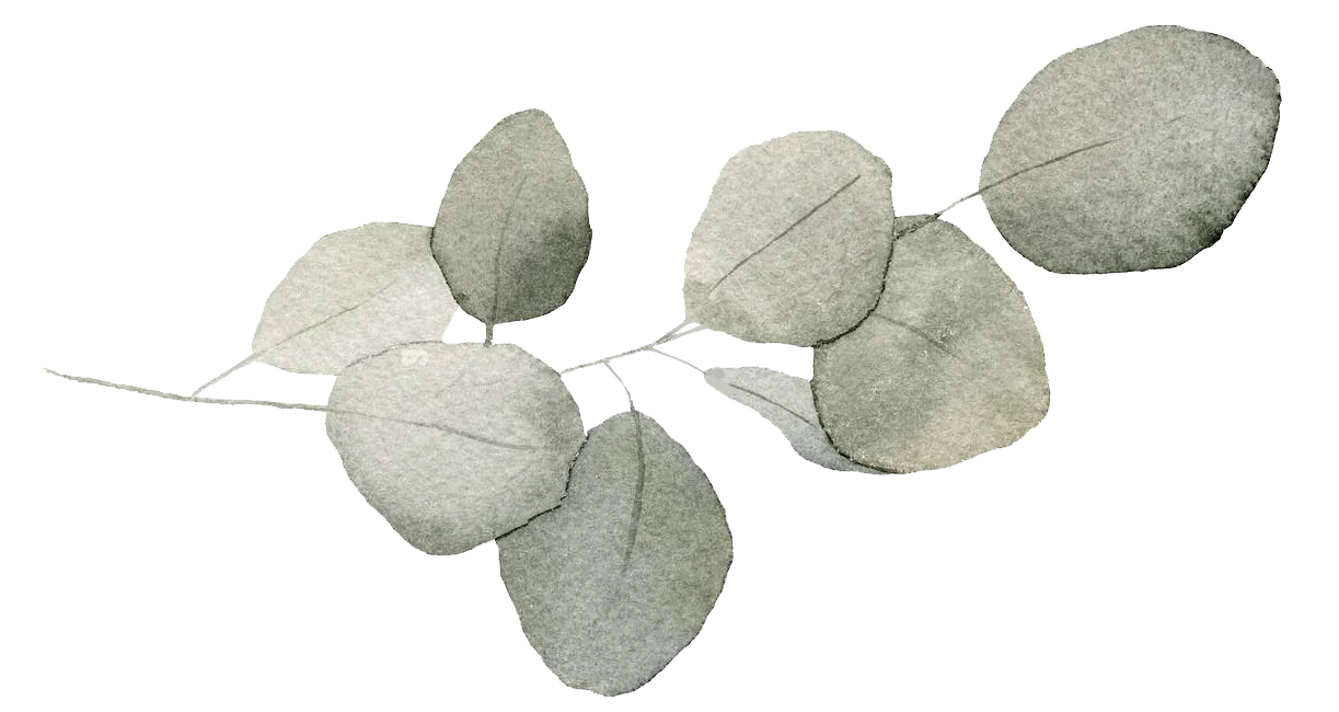 The Cambridge - Leaf, Herbal, Annonaceae