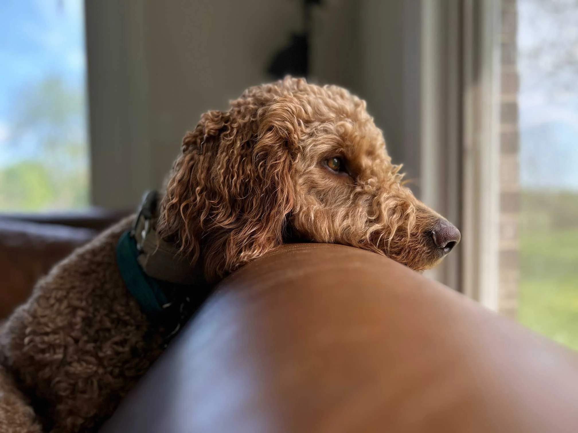 A brown curly-haired dog resting its head on the arm of a couch, gazing out a window with a serene expression.