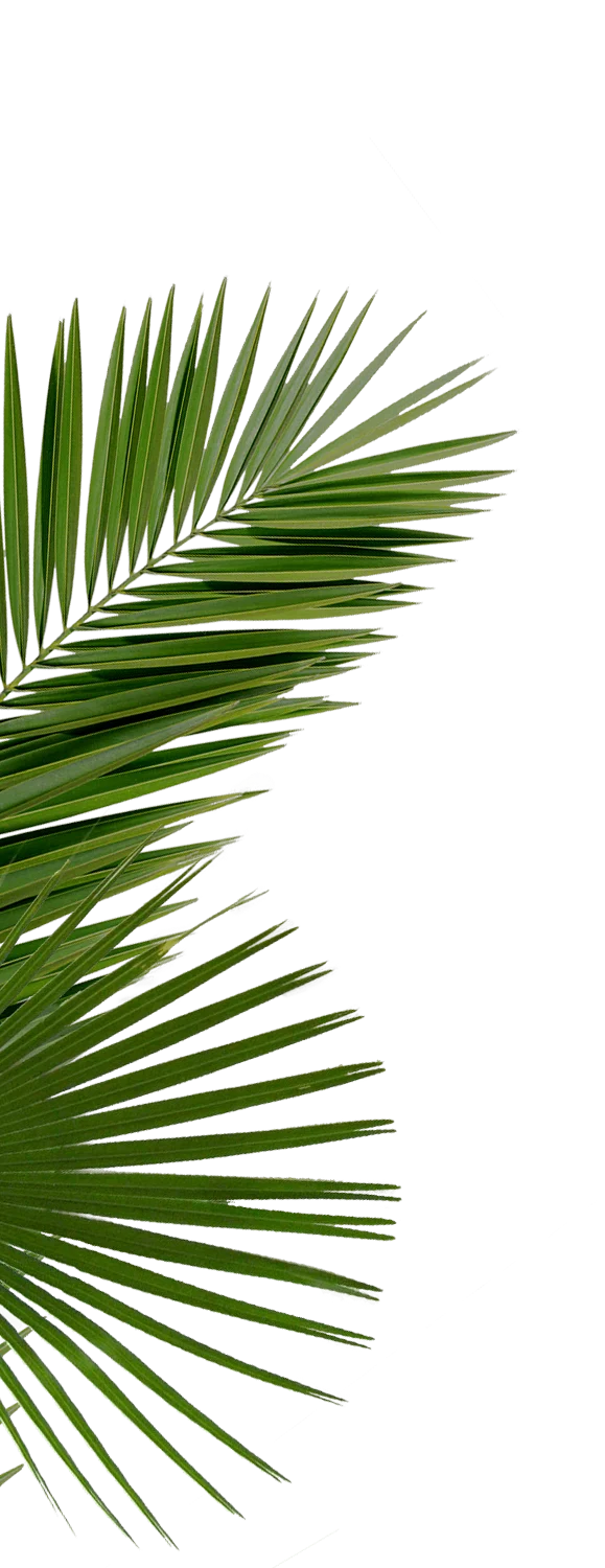 The Society - Leaf, Tree, Plant