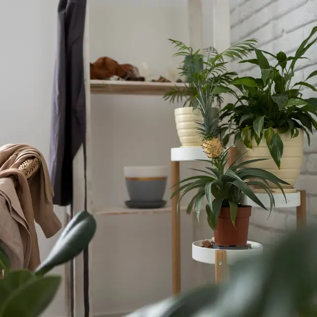 Veloz Veloz - Plant, Potted Plant, Interior Design