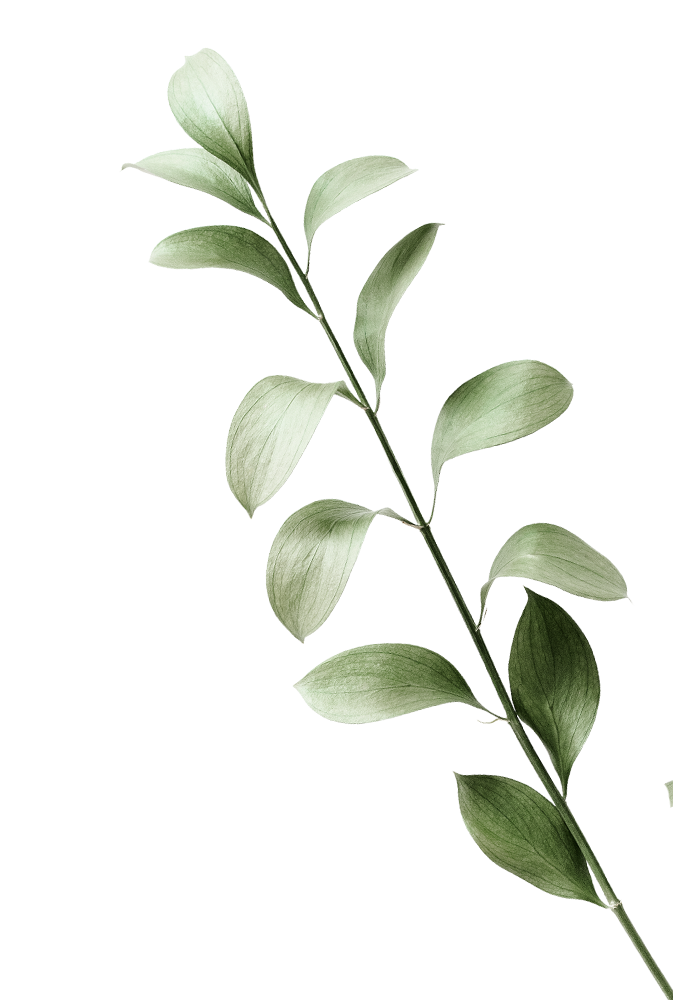 A slender branch with elongated green leaves arranged along the stem.