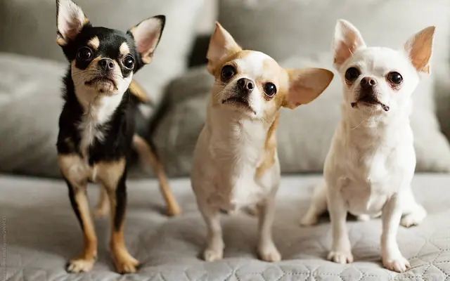 Three chihuahuas of different colors sitting in a row on a couch.