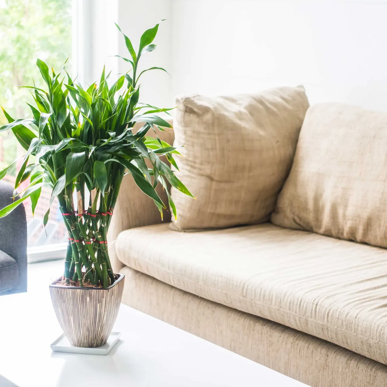 Cozy Living Room Decor A bright living room featuring a well-maintained potted plant on a coffee table. A cozy beige couch is in the background, with a gray armchair to the left. Natural light filters through a window adorned with greenery outside.