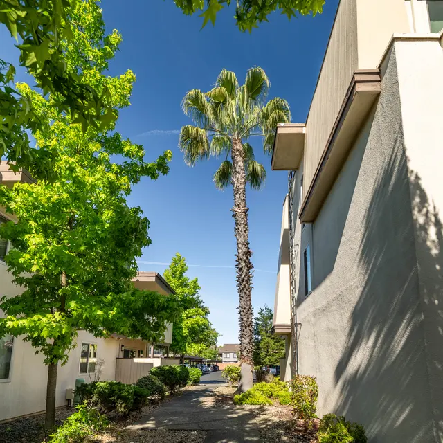 A narrow pathway lined with tall palm trees and green foliage, flanked by white buildings under a clear blue sky.