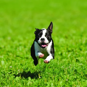 Aqua at Lakeshore East Aqua at Lakeshore East - Grass, Canine, Dog
