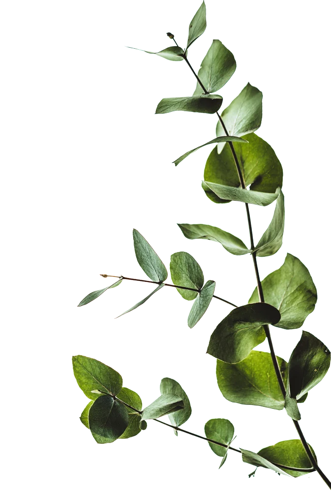 Avalon of Hermitage Avalon of Hermitage - Plant, Leaf