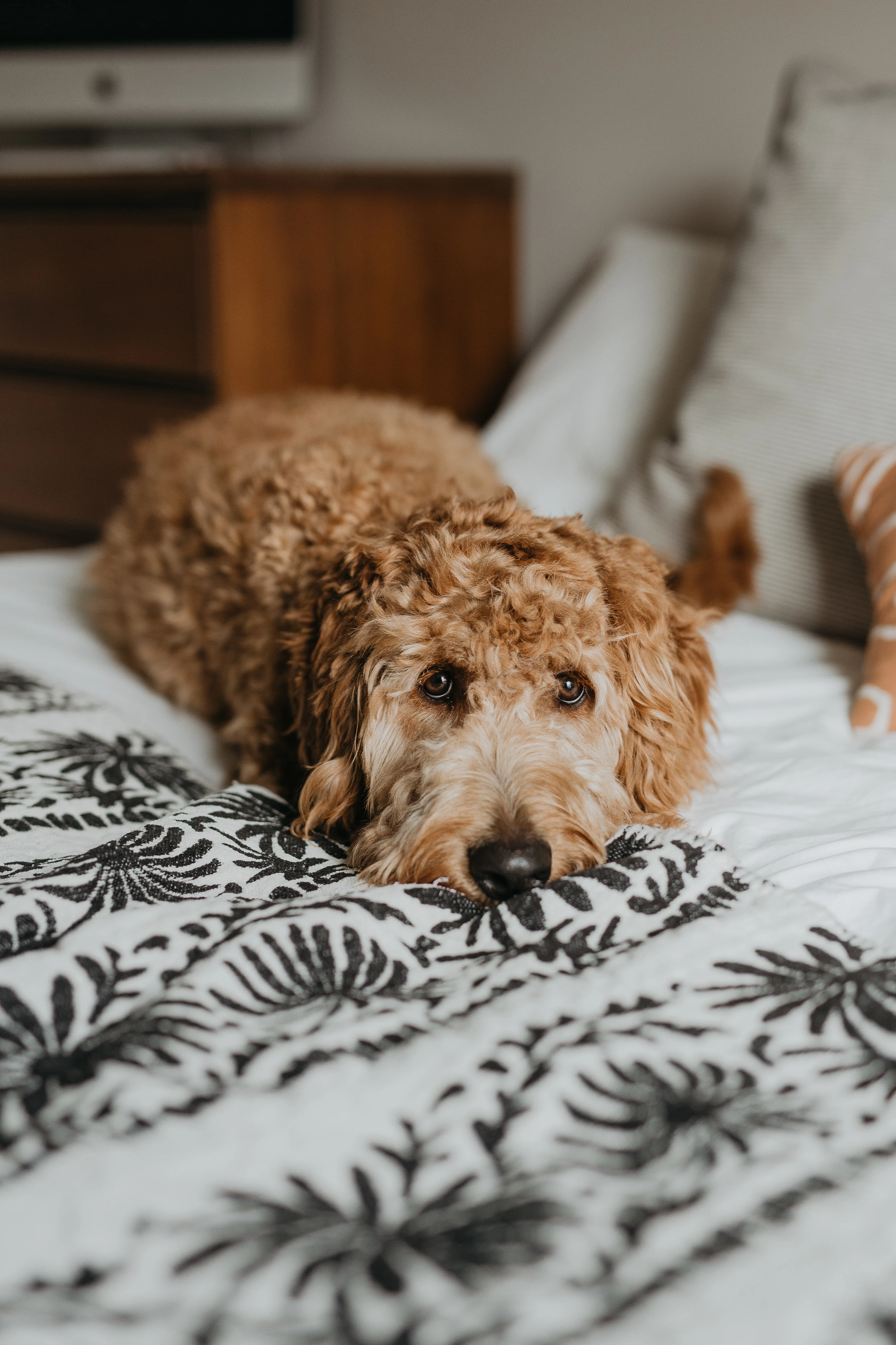 pet dog resting on bed