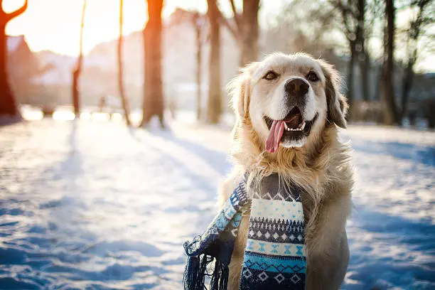 Joyful Dog in a Winter Wonderland A golden retriever wearing a patterned scarf in a snowy landscape during sunset.
