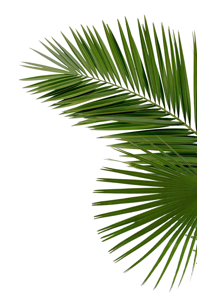 The Society - Leaf, Tree