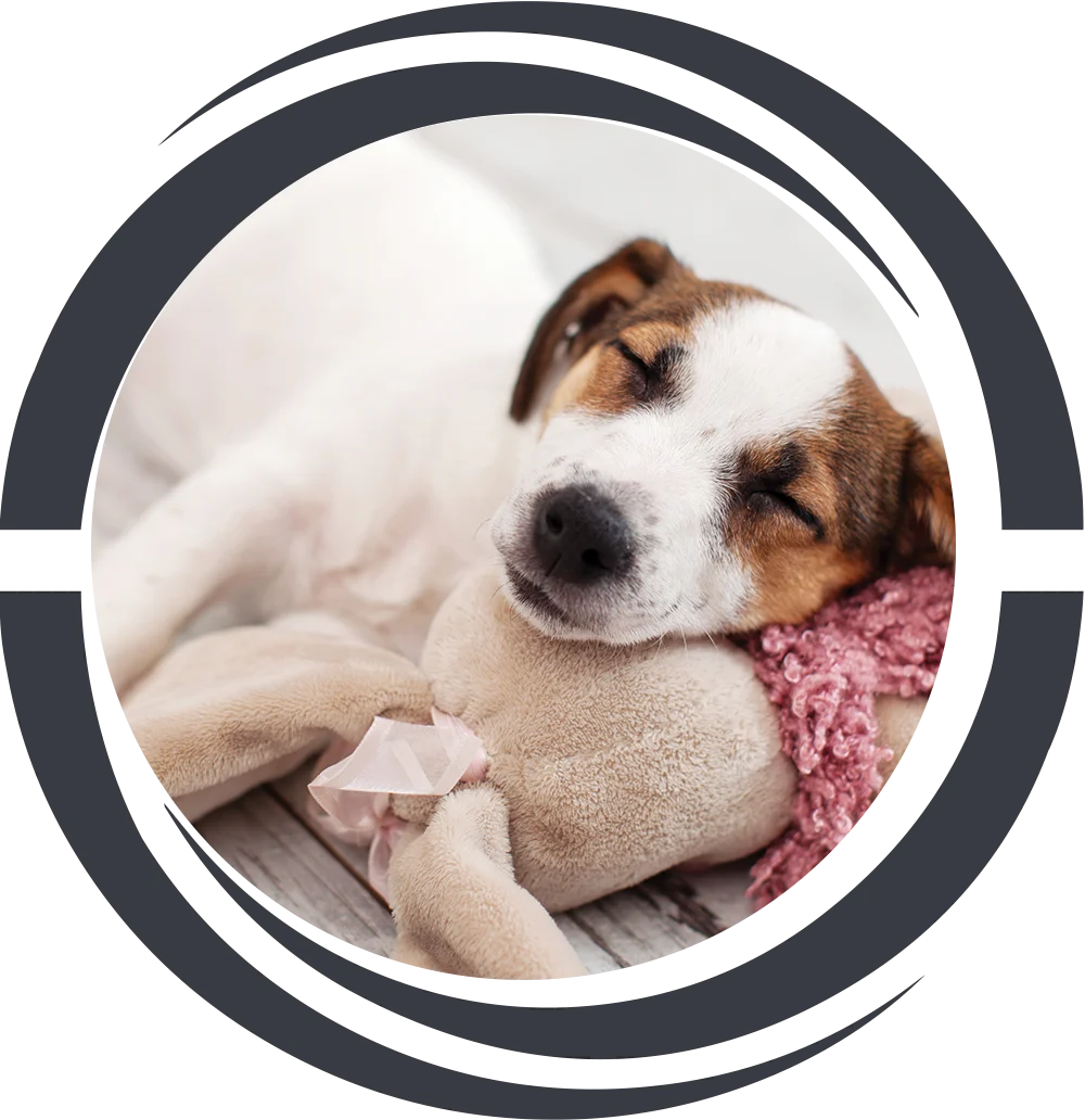 Optima Mallard Creek Optima Mallard Creek - Photography, Animal, Canine