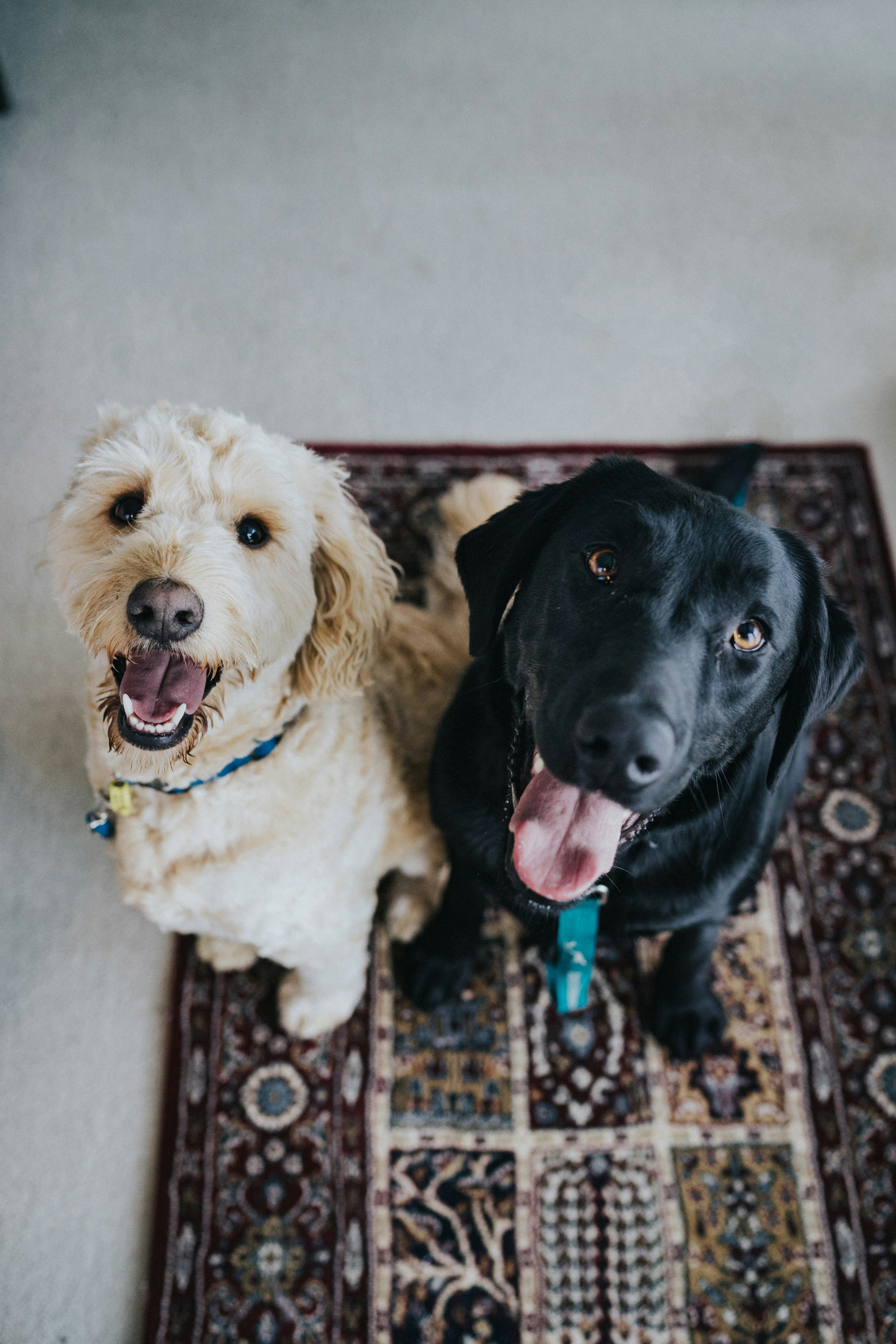 Two dogs, one cream colored and one black, sitting on a patterned rug and smiling at the camera.