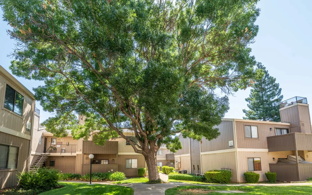 A view of an apartment complex surrounded by greenery. A large tree stands prominently in the center with buildings in the background.