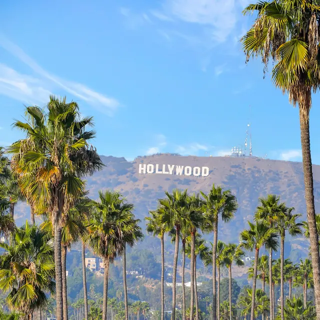 Hollywood Sign and Palm Trees View of the Hollywood sign on a hillside surrounded by tall palm trees under a clear blue sky.