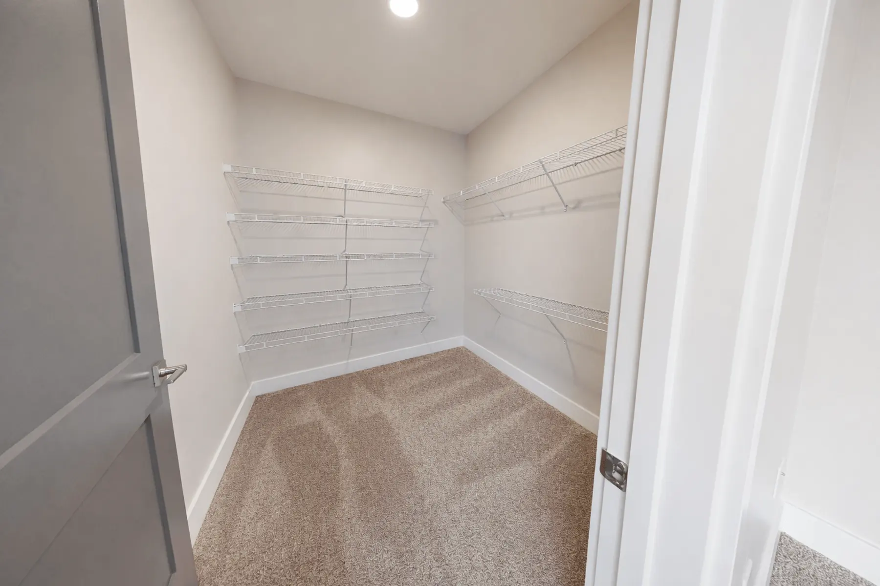 Zinnia 5.png Zinnia 5.png