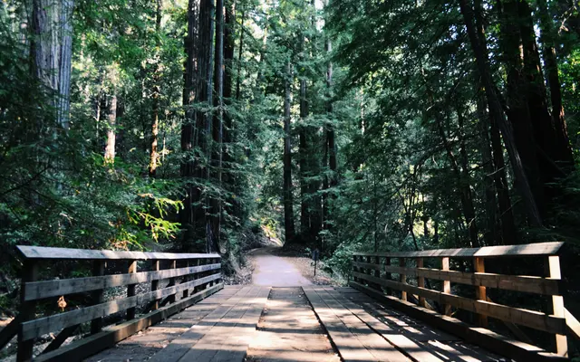 The Lyric - Path, Tree, Plant