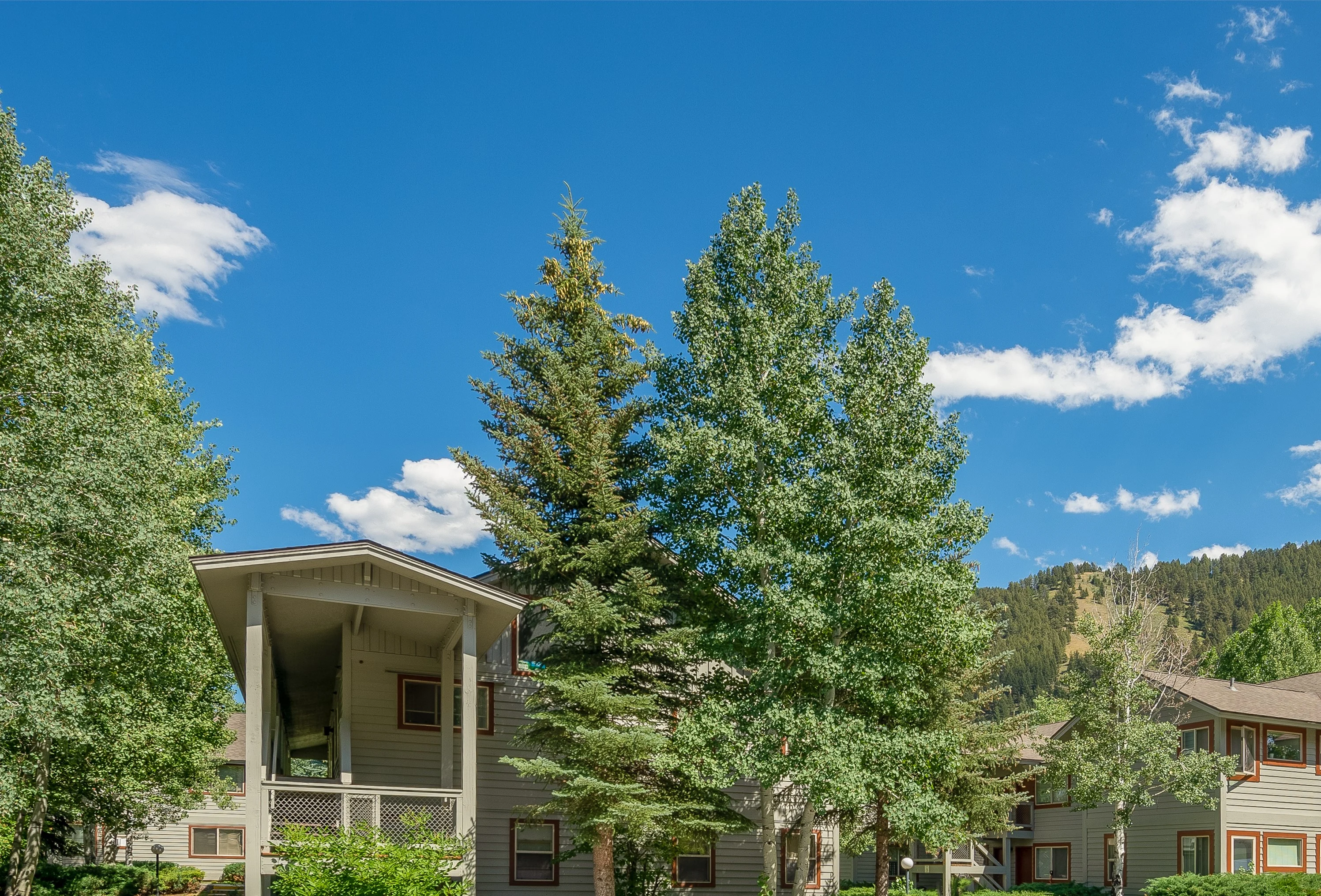 Aspen Meadows - Tree, Shelter, Fir