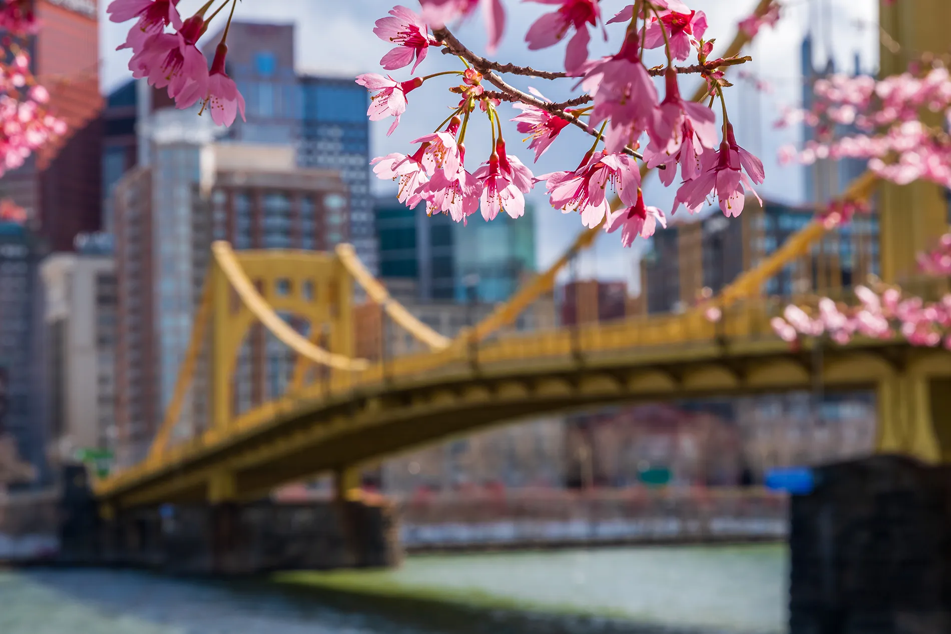 Cherry Blossoms and City Bridge A close-up view of cherry blossom flowers in the foreground, with a yellow bridge and a city skyline in the background.