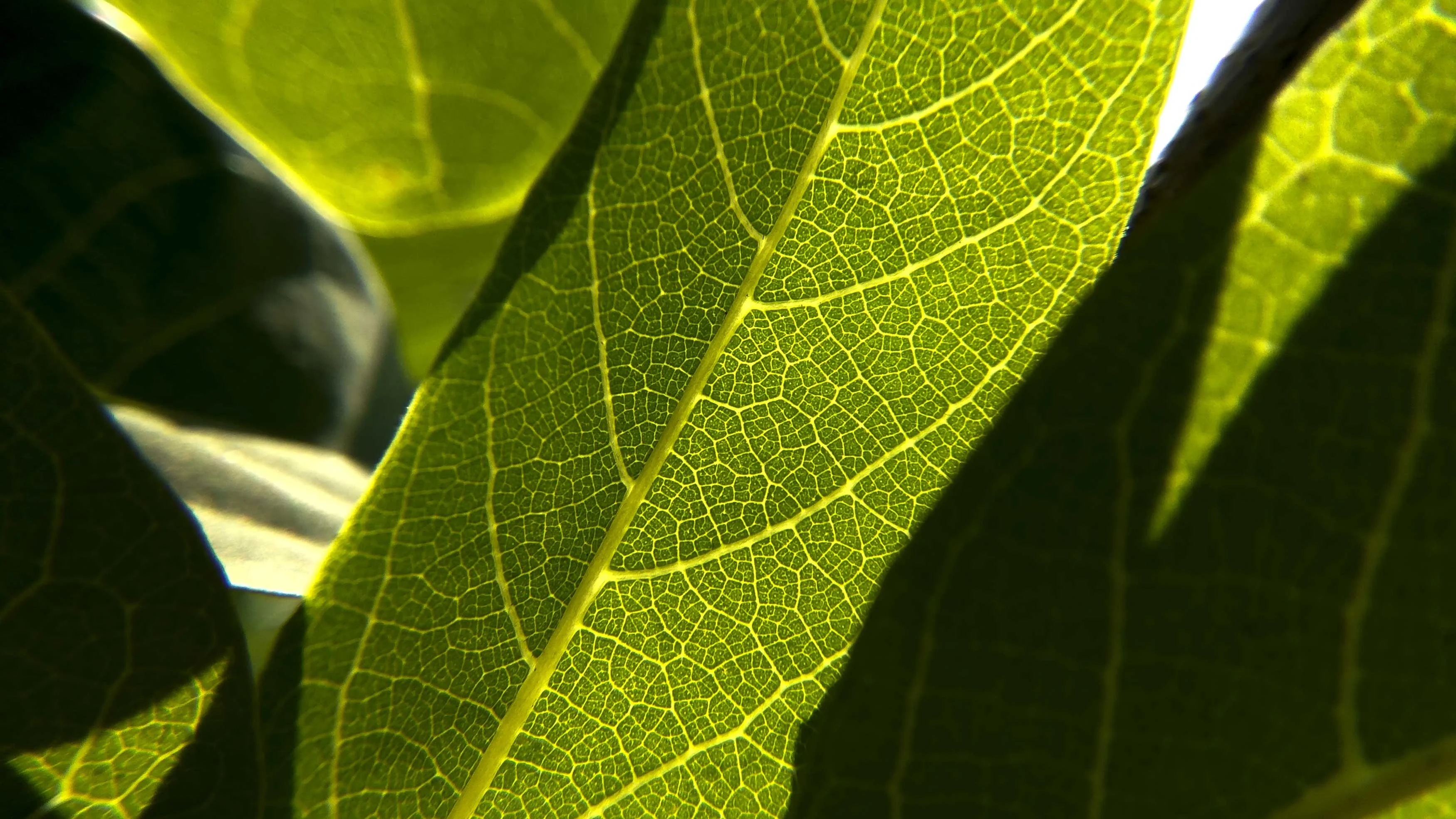 Close-up view of green leaves displaying detailed leaf veins.