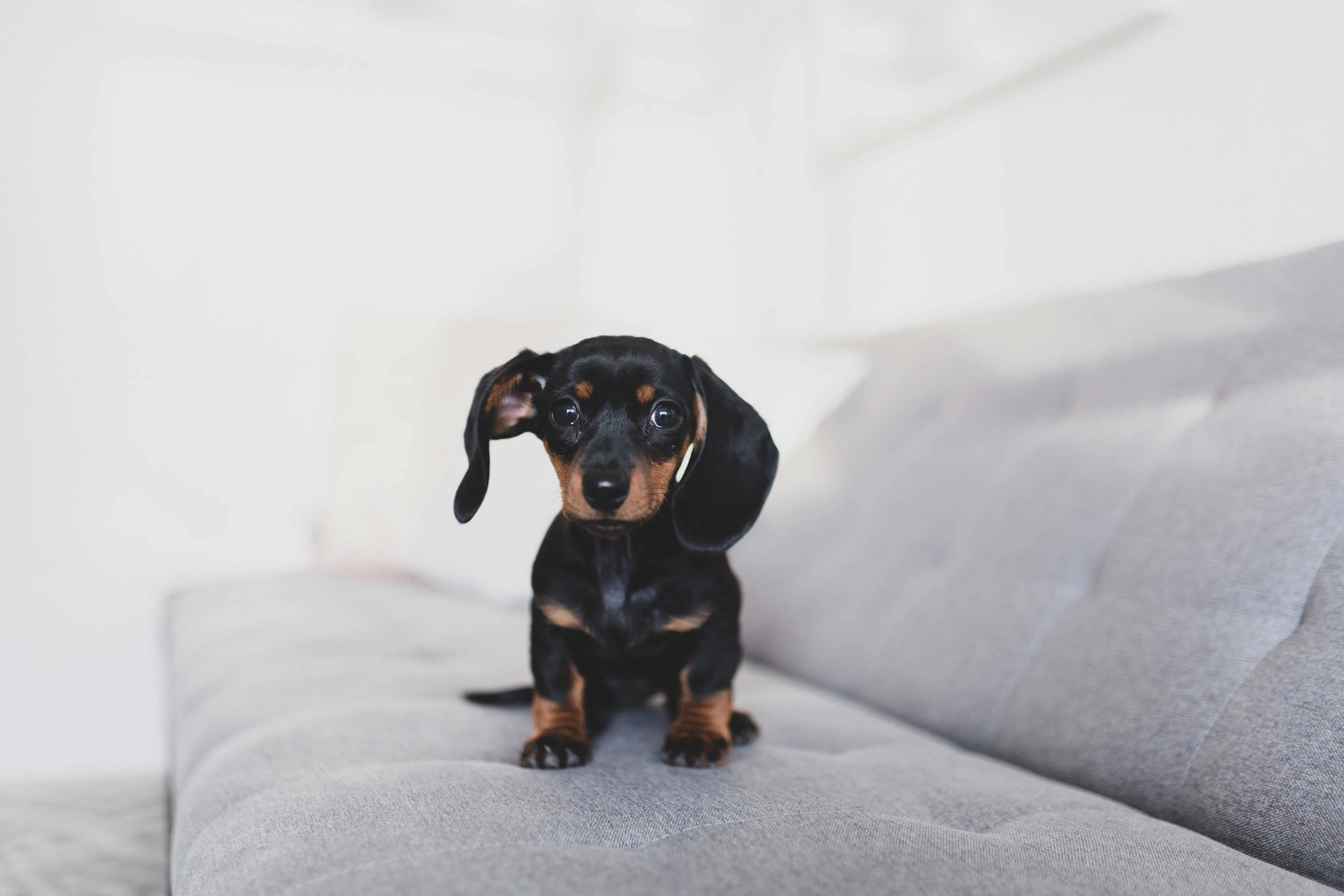 Dachshund Puppy on Sofa A small dachshund puppy with a black and tan coat standing on a gray sofa.