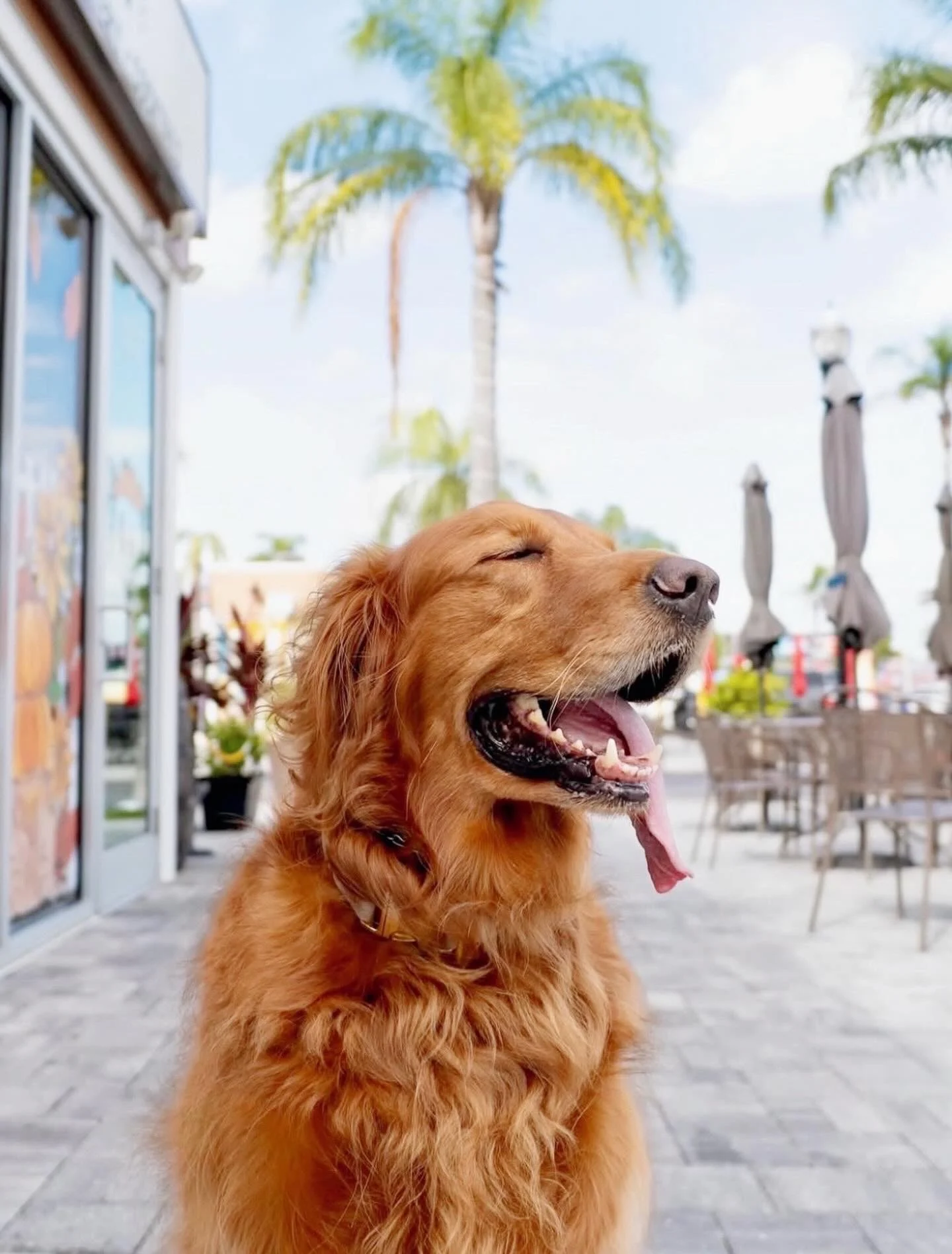 Joyful Golden Retriever Outdoors A golden retriever dog with a joyful expression, tongue hanging out, sitting outdoors with palm trees in the background.