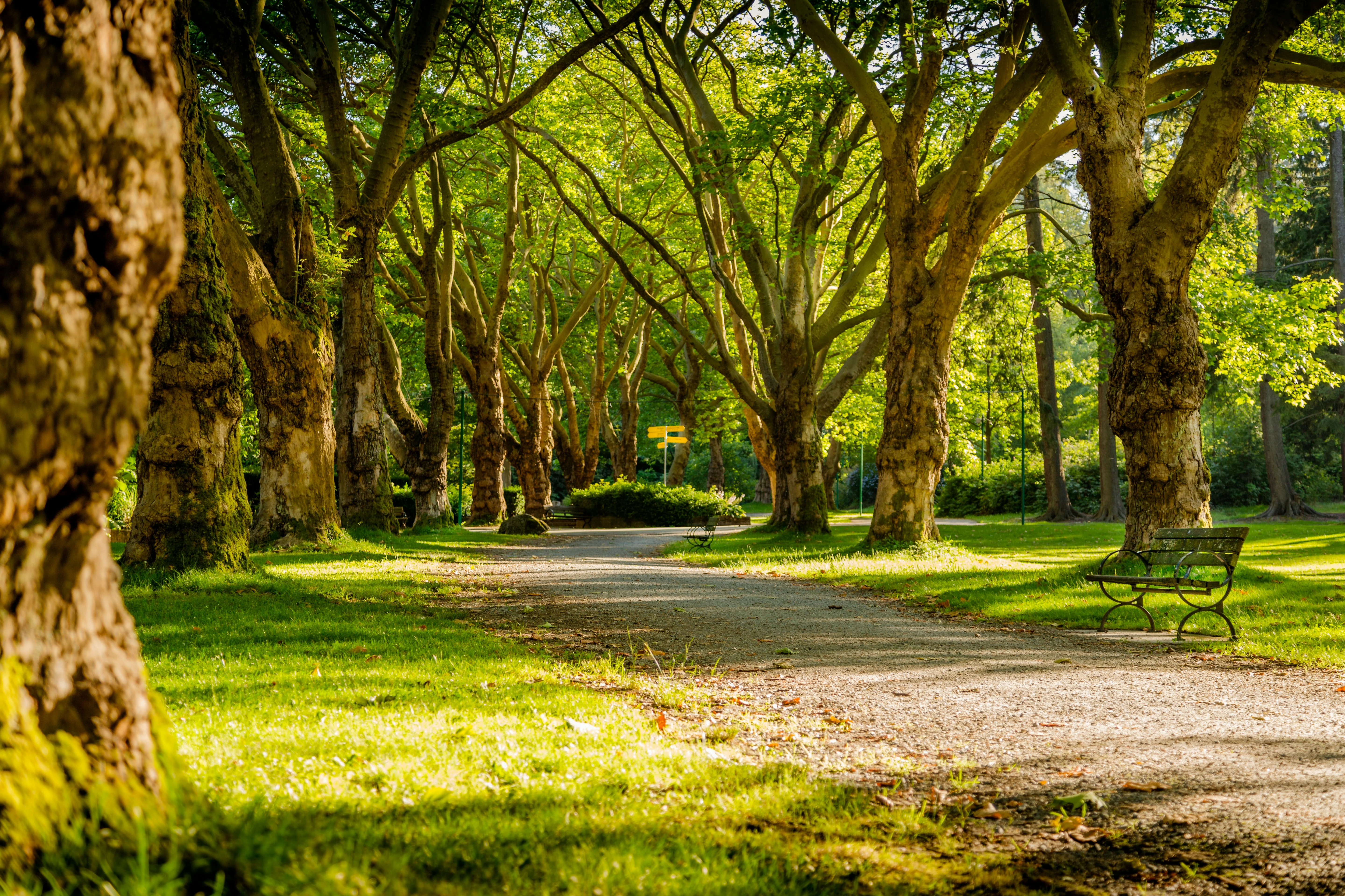 A serene park scene featuring a pathway lined with trees, lush greenery, and a park bench.