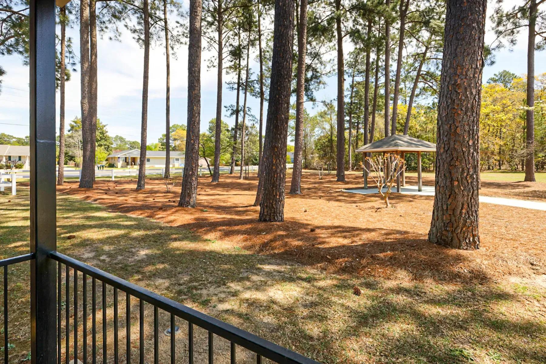 View of a park area with tall pine trees and a gazebo.