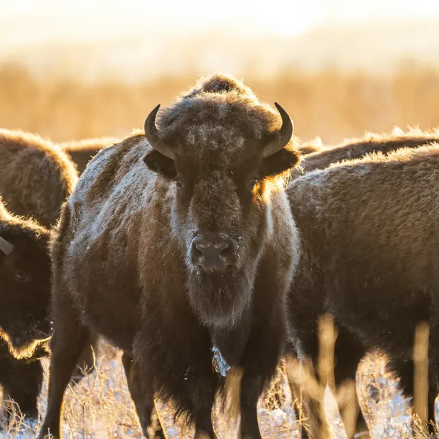 A group of bison standing in a field during sunset, with a focus on one bison in the foreground.