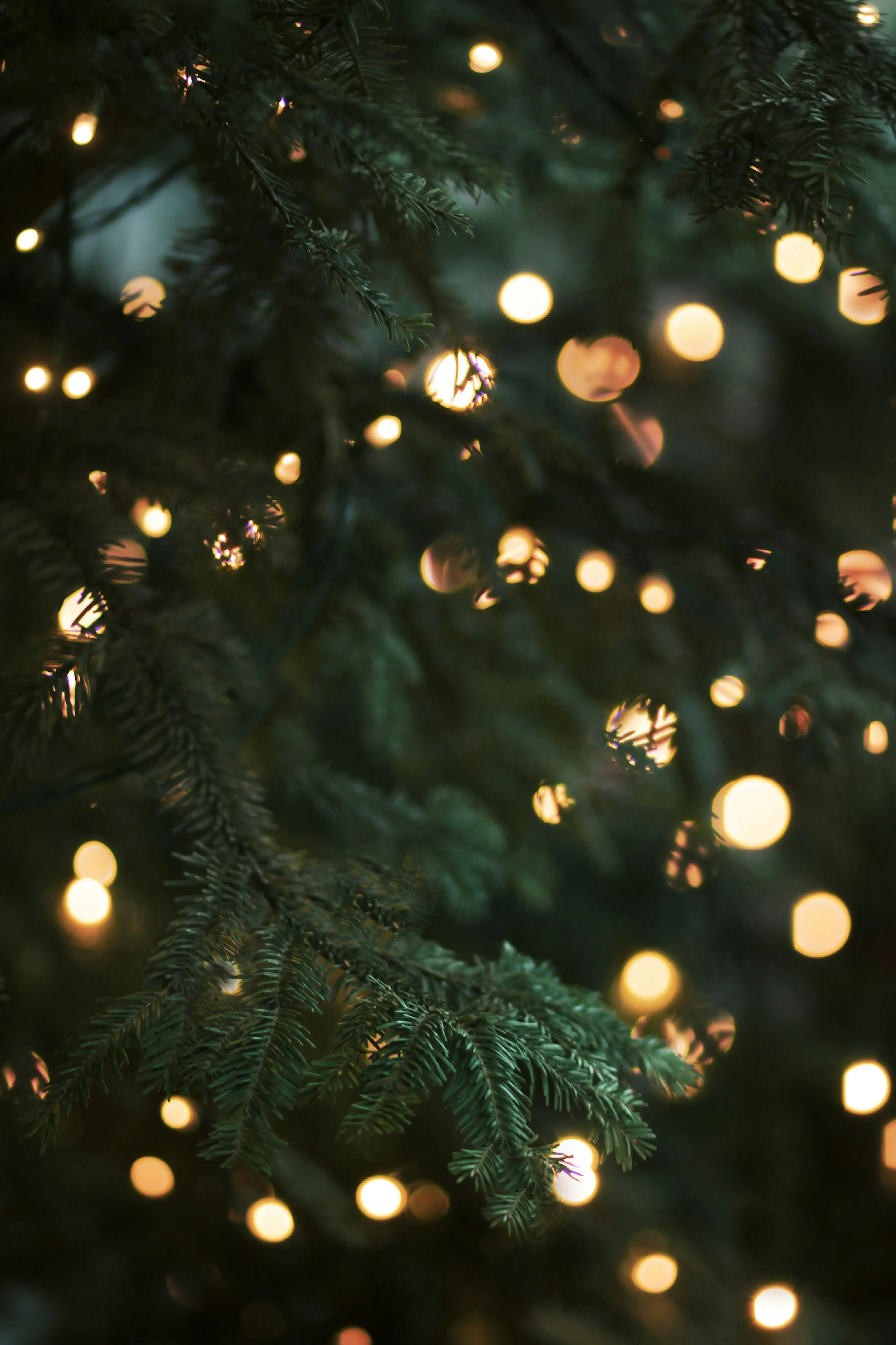 Close-up of a Christmas tree branch with glowing lights in the background.
