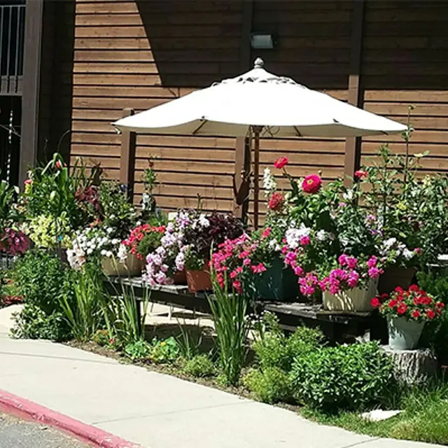 A vibrant flower garden with various potted plants in bloom surrounding a wooden table under a white parasol.