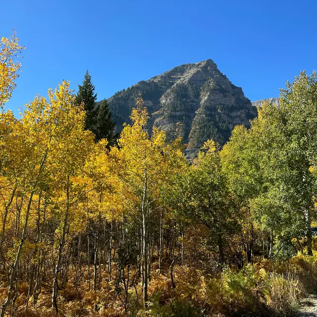 A scenic landscape featuring vibrant yellow foliage in the foreground, with a tall mountain in the background under a clear blue sky.