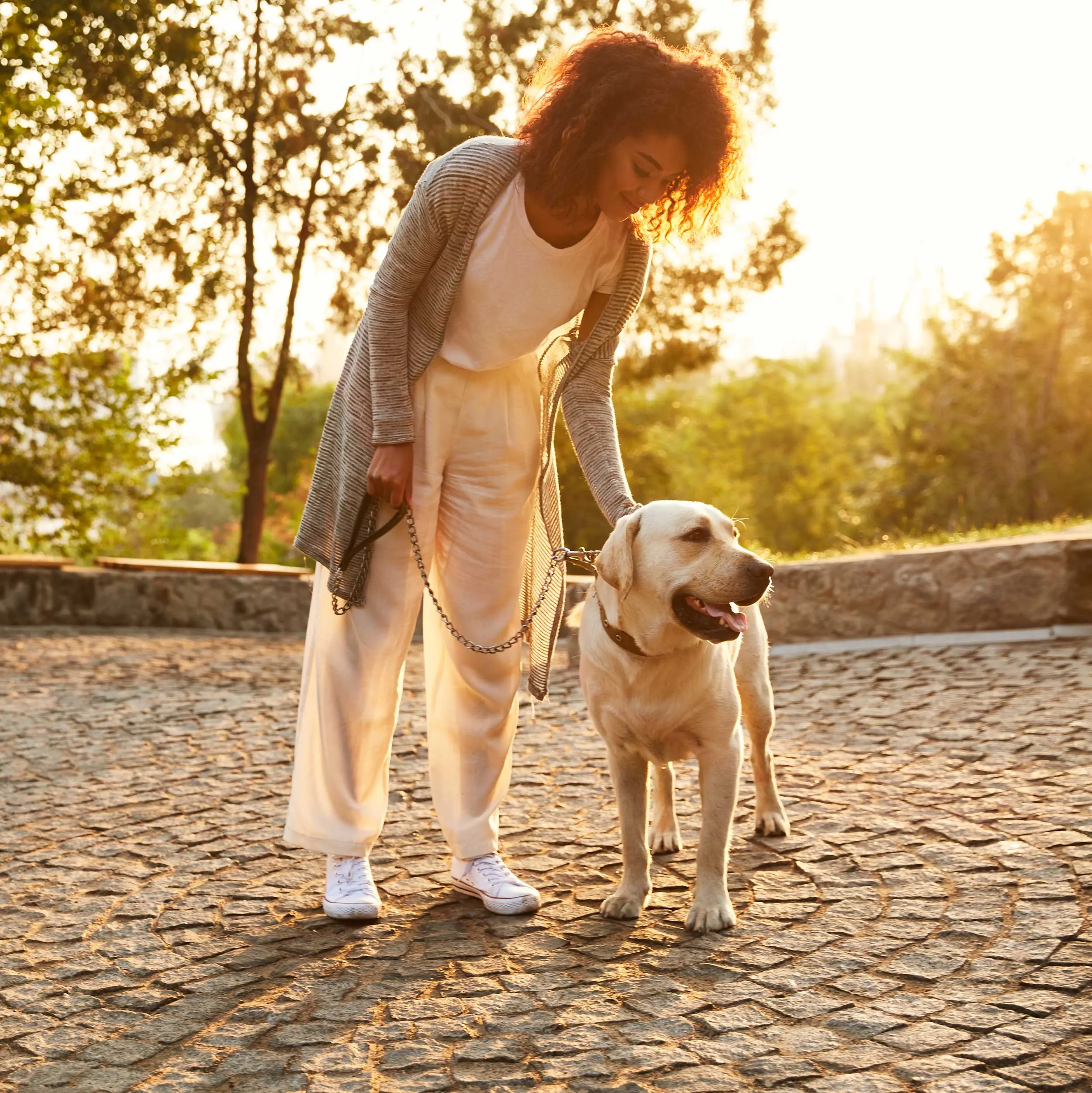 A woman in a casual outfit is walking a Labrador dog on a cobblestone path during sunset, surrounded by greenery.