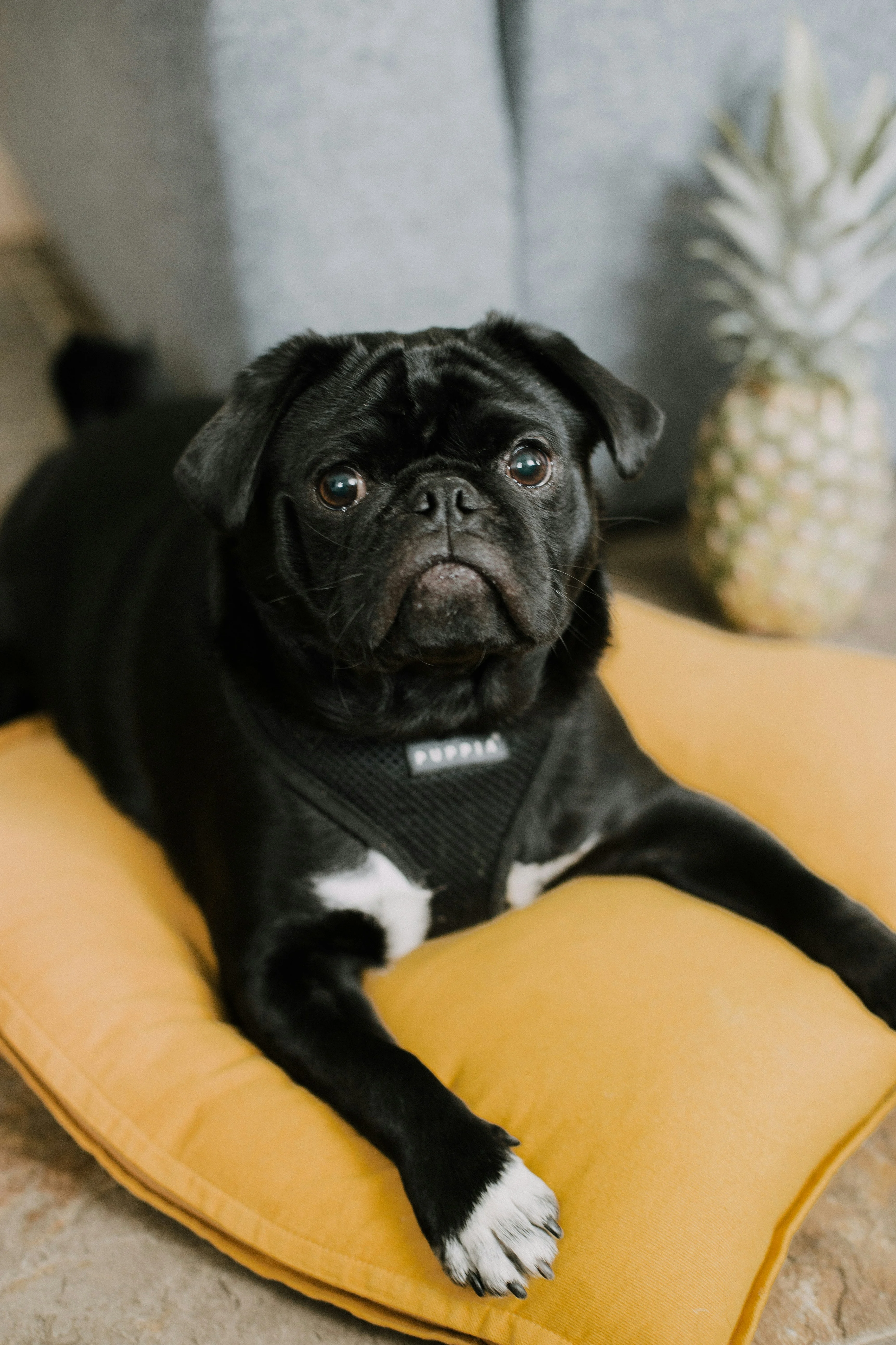 A black pug lying on a yellow cushion with a blurred pineapple in the background.