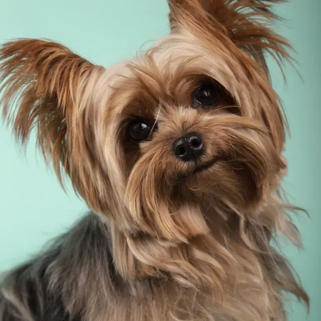 A close-up portrait of a Yorkshire Terrier with fluffy ears and a silky coat, set against a mint green background.