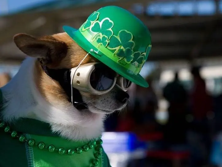 A dog wearing a green shamrock-themed hat, sunglasses, and a green outfit with beads, celebrating St. Patrick's Day.