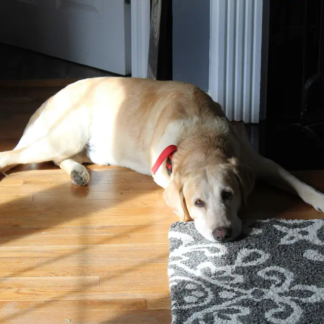 A yellow Labrador lying on a wooden floor, stretched out with a relaxed expression. Sunlight casts a warm glow on its fur, while part of a patterned rug is in the foreground.
