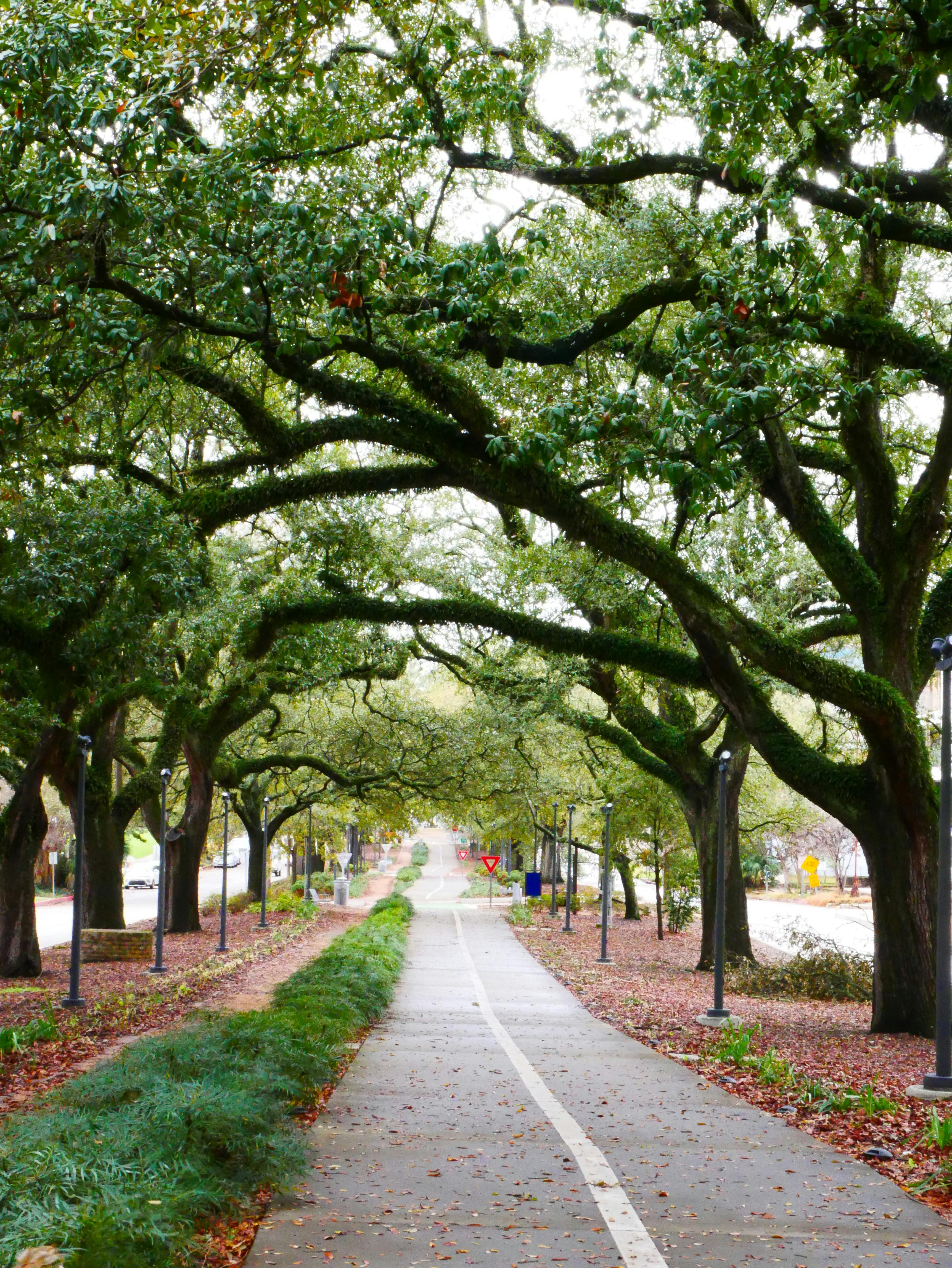 Tree Canopied Pathway A scenic pathway lined with lush trees forming a canopy overhead, with fallen leaves and well-defined walking or biking lane.
