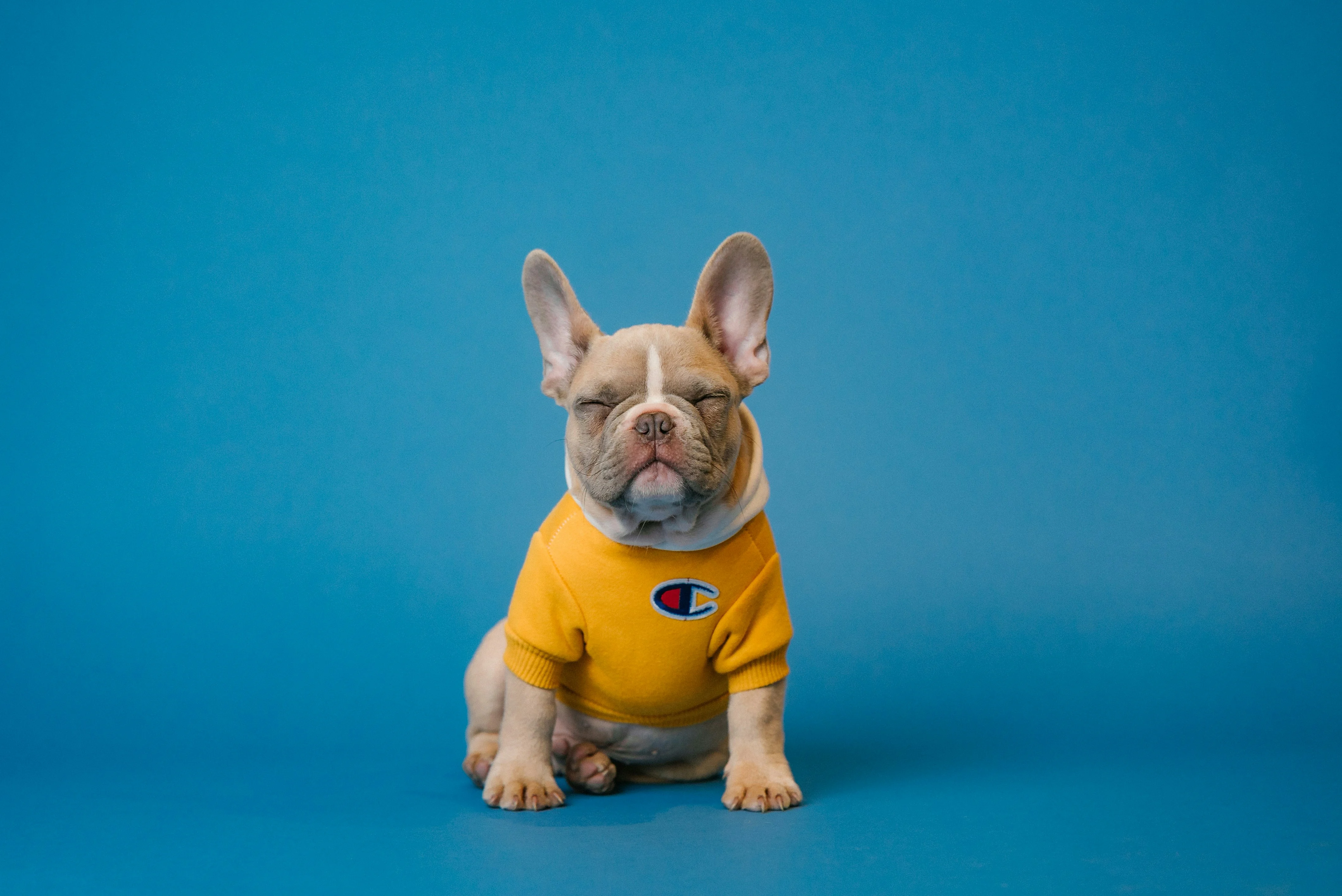 Stylish French Bulldog A French Bulldog wearing a yellow sweater sitting against a blue background.