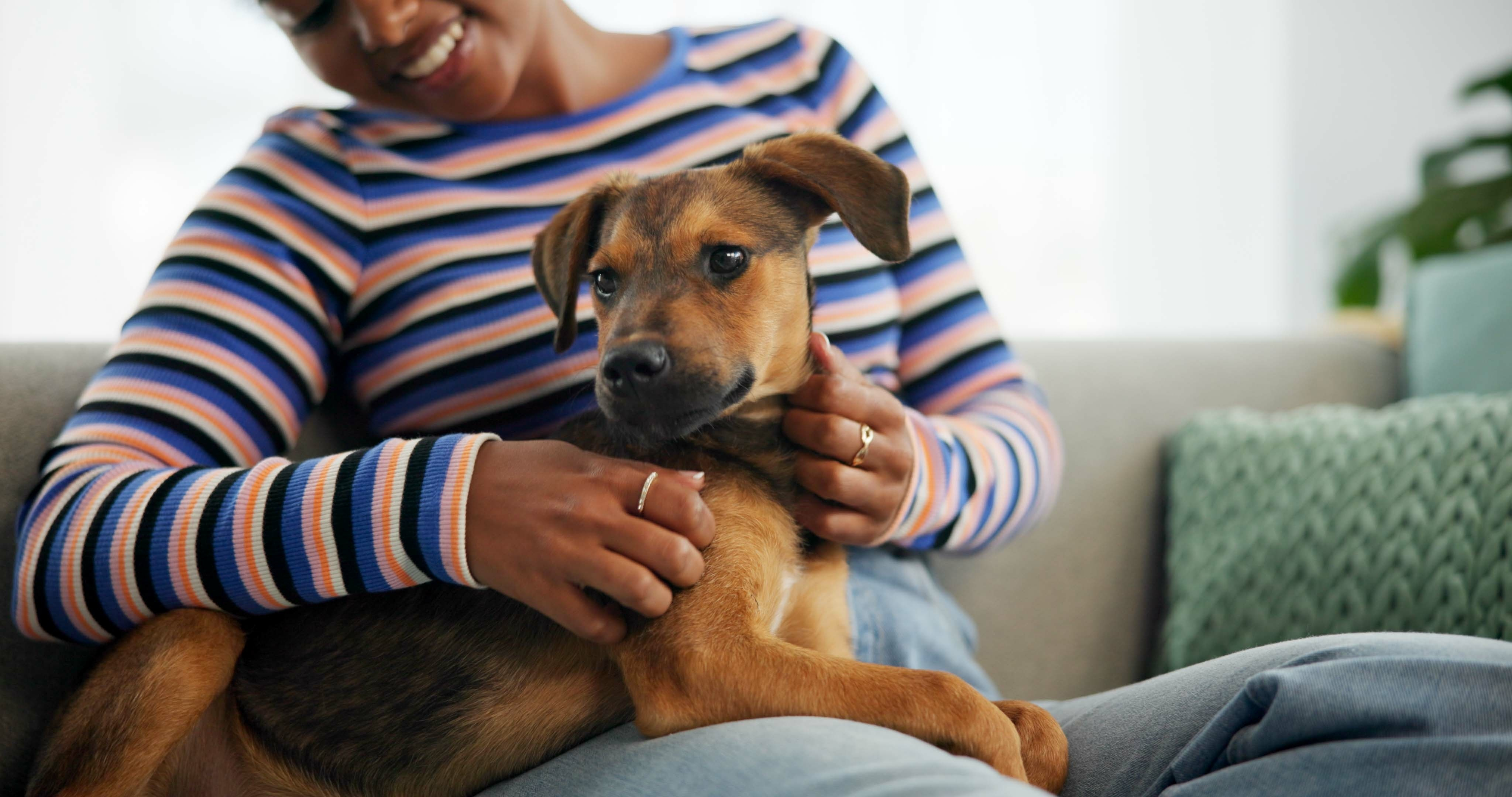 Joyful Bonding with a Pet A woman sitting on a couch, gently petting a dog in her lap. The woman is wearing a striped shirt and has a joyful expression. The dog is brown and appears relaxed.