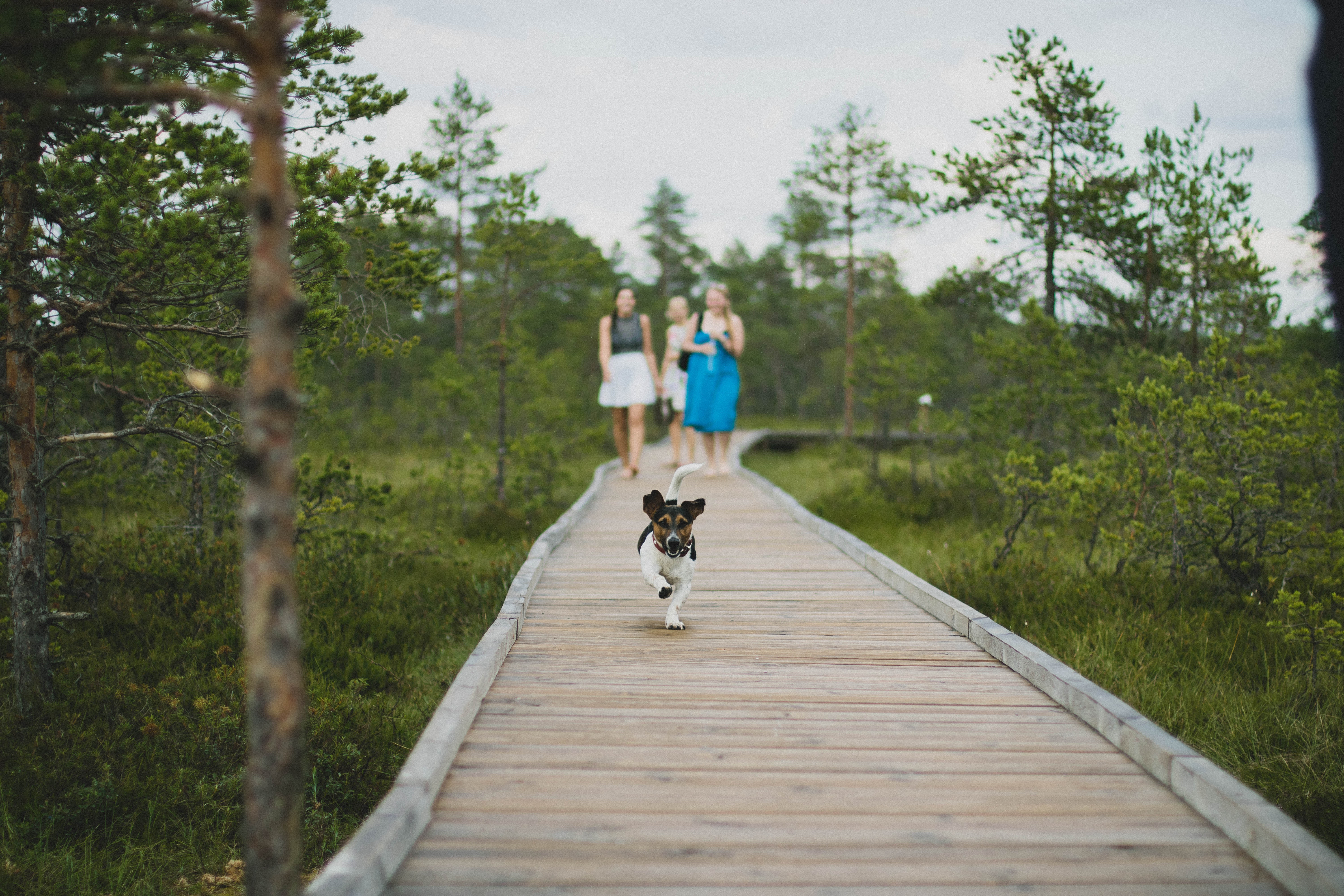 Playful Dog on Boardwalk A playful dog running along a wooden boardwalk in a green forest setting, with two women in the background walking on the boardwalk.